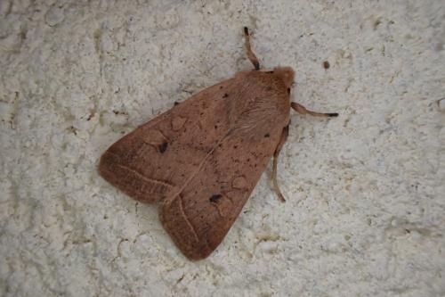 Réf. 192 515 : Agrochola macilenta
